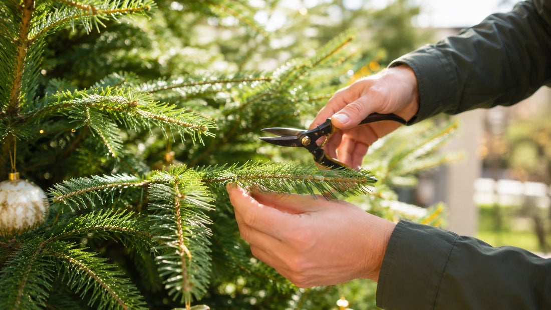 Comment entretenir son sapin de Noël naturel