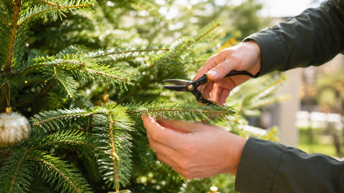 Comment entretenir son sapin de Noël naturel
