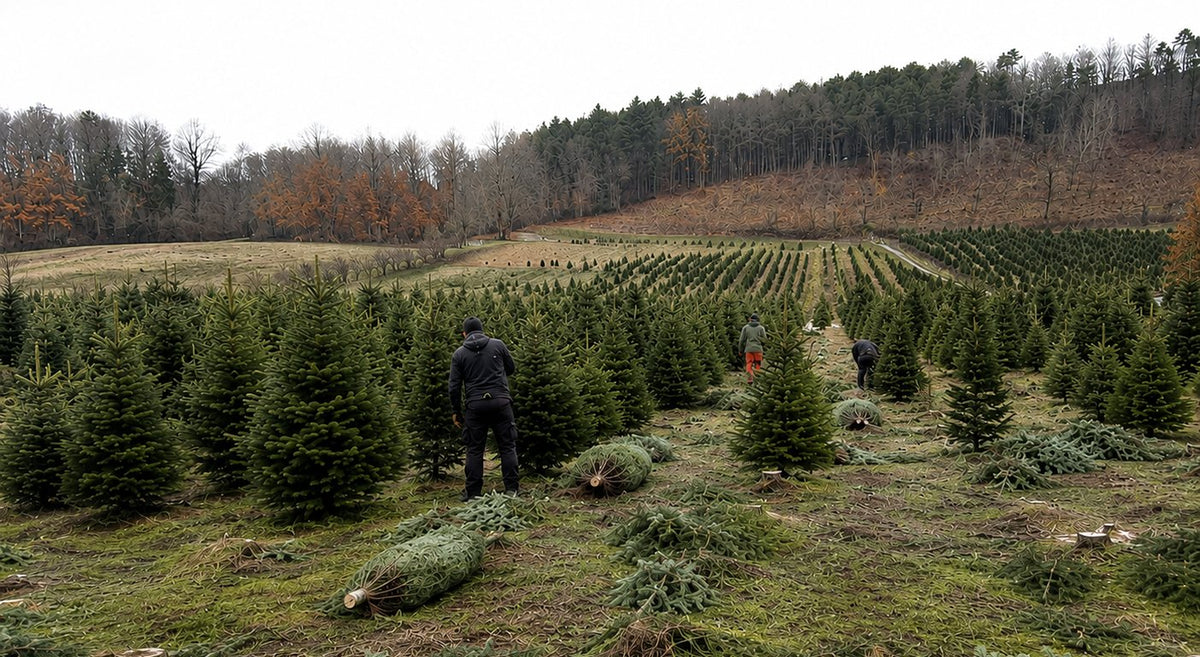Coupe des sapins dans la plantation : rangées d'arbres sur pied et sapins fraîchement abattus au sol