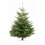 Sapin de Noël épicéa entier, branches étagées, sur fond blanc
