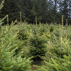 Plantation d'épicéas en pleine terre devant un rideau de sapins adultes