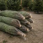Épicéas coupés et emballés sous filet, posés au sol près de sapins sur pied