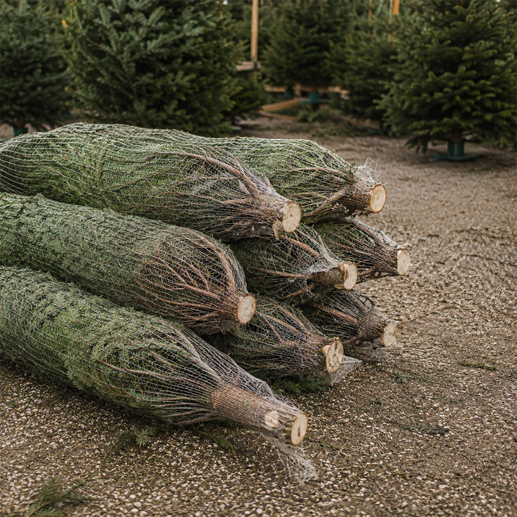 Épicéas coupés et emballés sous filet, posés au sol près de sapins sur pied
