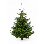 Sapin de Noël Nordmann entier, silhouette conique dense, sur fond blanc