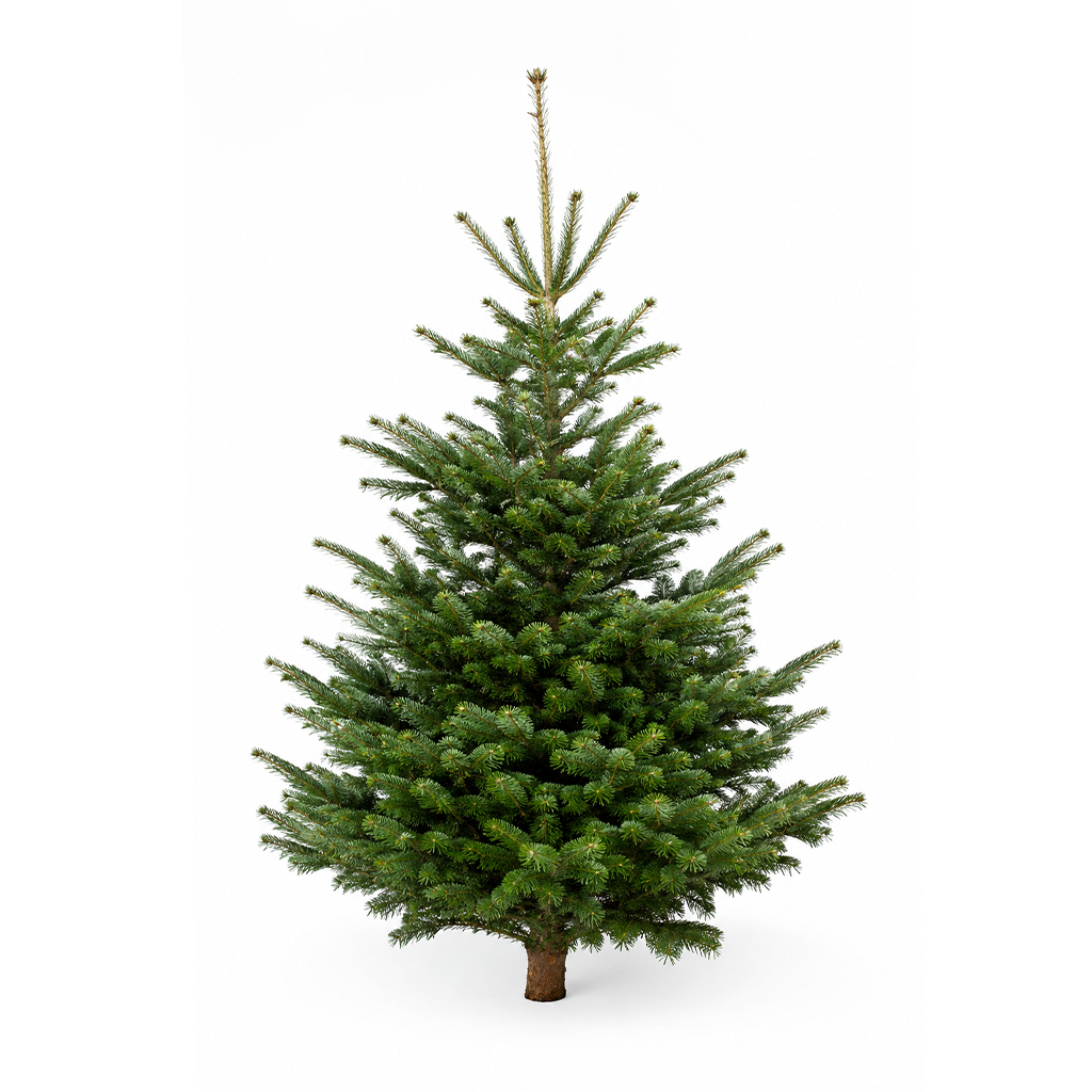 Sapin de Noël Nordmann entier, silhouette conique dense, sur fond blanc