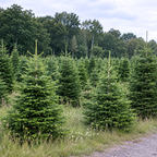 Plantation de sapins Nordmann en pleine terre, devant une lisière de forêt