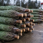 Sapins Nordmann fraîchement coupés, emballés sous filet et empilés, troncs clairs